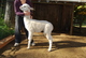 alpaca for sale