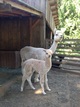 alpaca for sale