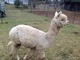 alpaca for sale