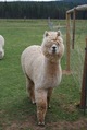 alpaca for sale
