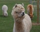 alpaca for sale