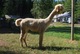 alpaca for sale