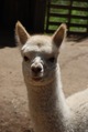 alpaca for sale