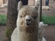 alpaca for sale