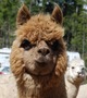 alpaca for sale