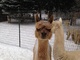 alpaca for sale