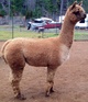 alpaca for sale