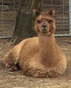 alpaca for sale