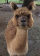 alpaca for sale