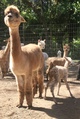 alpaca for sale