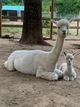 alpaca for sale
