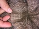alpaca for sale