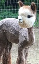 alpaca for sale