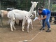 alpaca for sale