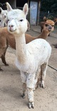 alpaca for sale
