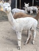 alpaca for sale