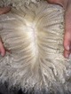 alpaca for sale