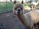 alpaca for sale