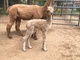 alpaca for sale