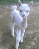 alpaca for sale