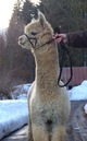 alpaca for sale
