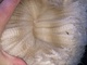 alpaca for sale