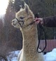 alpaca for sale
