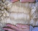 alpaca for sale