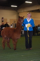 alpaca for sale