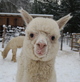 alpaca for sale