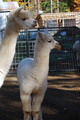 alpaca for sale