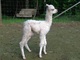 alpaca for sale