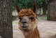 alpaca for sale