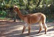 alpaca for sale