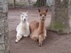 alpaca for sale