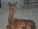 alpaca for sale