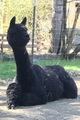 alpaca for sale