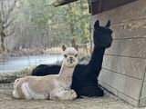 alpaca for sale