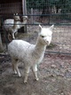 alpaca for sale