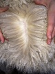 alpaca for sale