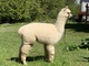 alpaca for sale