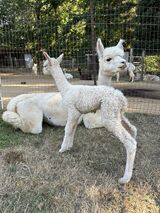 alpaca for sale