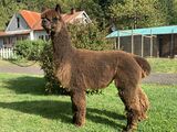 alpaca for sale