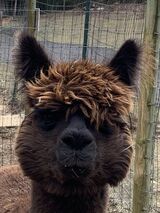 alpaca for sale