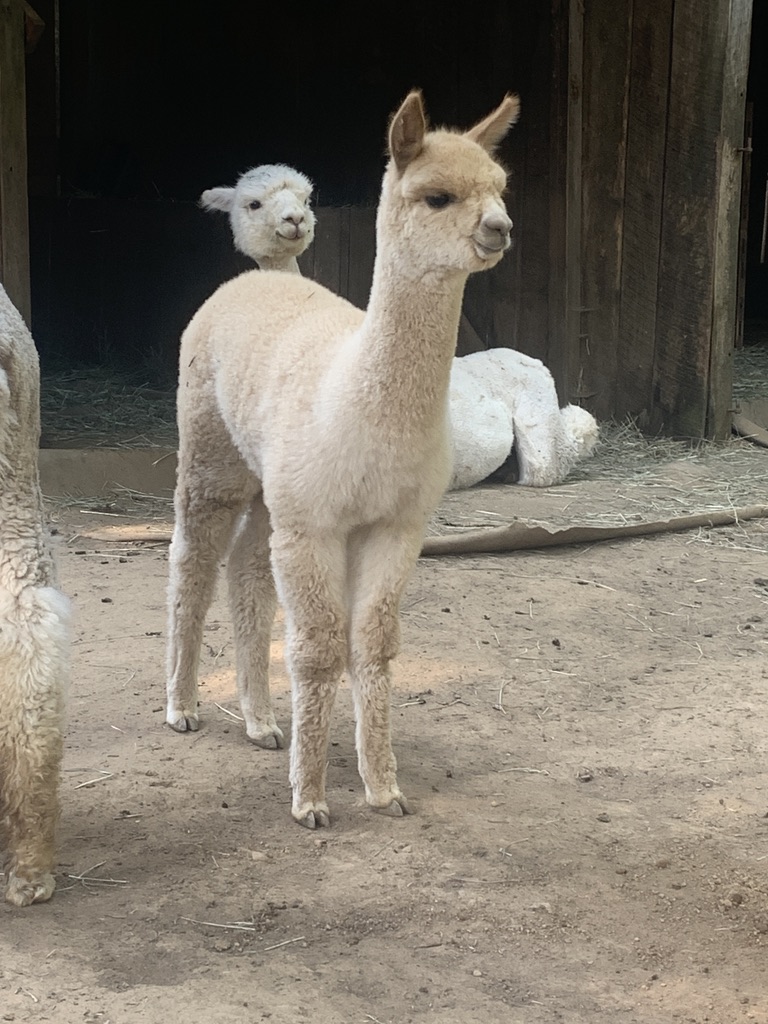 alpaca for sale