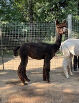 alpaca for sale