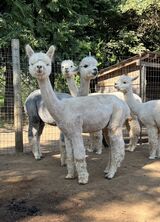 alpaca for sale