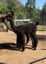 alpaca for sale