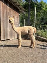 alpaca for sale