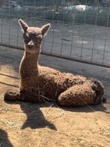 alpaca for sale